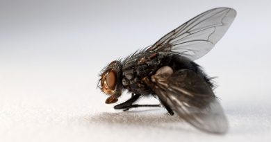 Jak zrobić skuteczną pułapkę na muchy domowej roboty