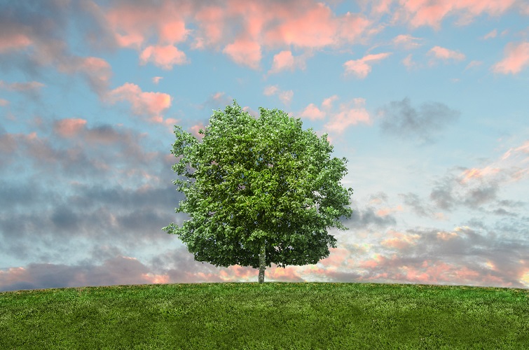 Trucizna na drzewa – jak otruć drzewo liściaste