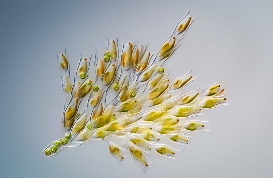 Złote algi w Odrze - Wikipedia, co to jest, skąd się biorą, jak wyglądają, czy są trujące (1)