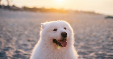 Fajne i śmieszne imię dla białego psa -  TOP50 (1)