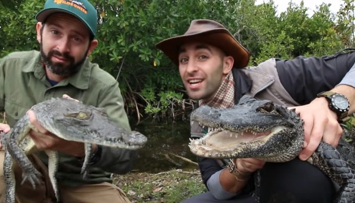 Aligator a krokodyl - jakie występują różnice między tymi gadami (1)