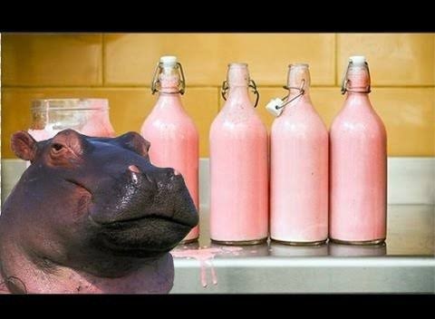 Mleko hipopotama -  czym się wyróżnia, kolor, cena