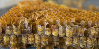 Pierzga pszczela - czym jest i dla kogo